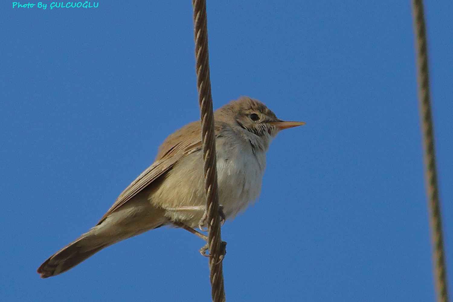 Olive-tree Warbler